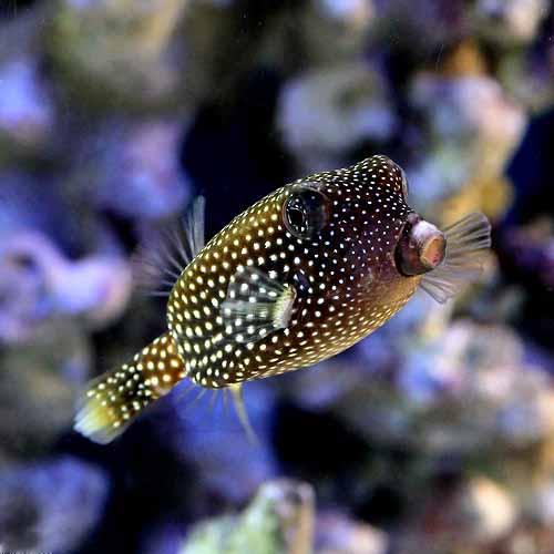 河豚 - （海水魚）クロハコフグ　メス（1匹）　北海道・九州航空便要保温