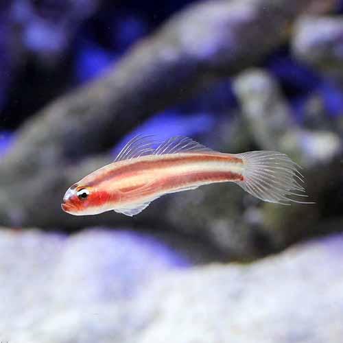 （海水魚）沖縄産　オヨギイソハゼ　Lサイズ（1匹）