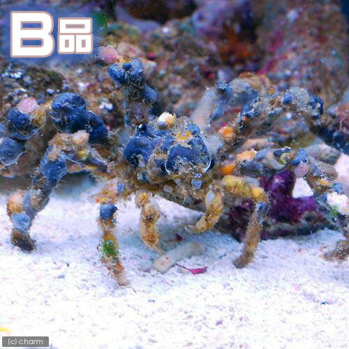 （海水魚）カニ　（B品）モクズショイ（1匹）　北海道・九州航空便要保温