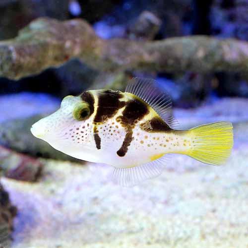（海水魚）ノコギリハギ（1匹）　北海道・九州航空便要保温