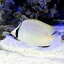 （海水魚）インド洋産　ゴマチョウチョウウオ（1匹）　北海道・九州航空便要保温