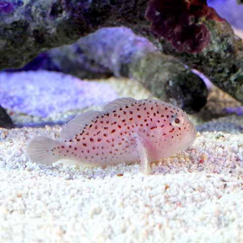 （海水魚）沖縄産　ダンゴオコゼ（1匹）　北海道・九州航空便要保温