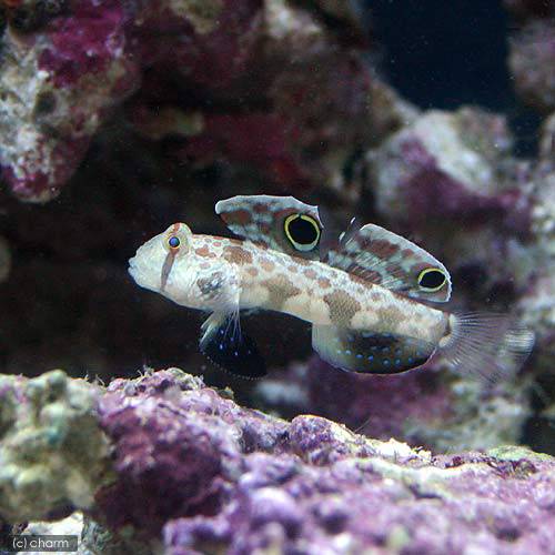 蝦虎魚 - （海水魚）カニハゼ（1匹）　北海道・九州航空便要保温