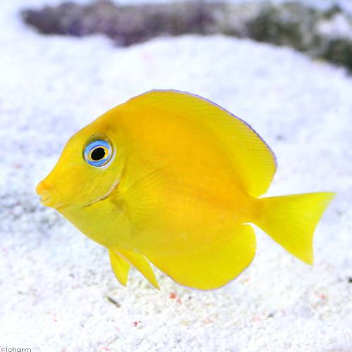 （海水魚）アトランティックブルータン　イエロー（1匹）　北海道・九州航空便要保温