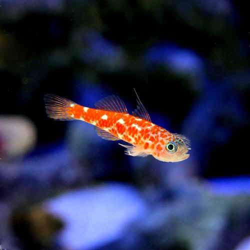 （海水魚）沖縄産　チゴベニハゼ（1匹）　北海道・九州航空便要保温...