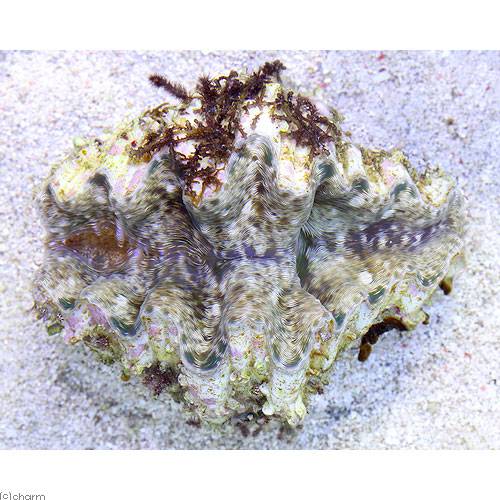 （サンゴ）シャゴウガイ　おまかせカラー　Mサイズ（1匹）　海水魚　北海道・九州航空便要保温