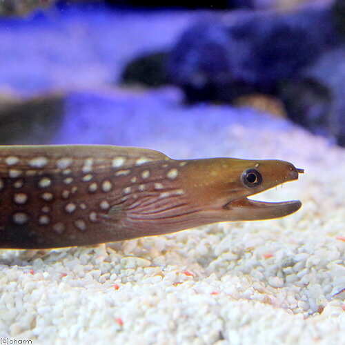（海水魚）ホワイトスポッテッドモレイ（1匹）　北海道・九州航空便要保温