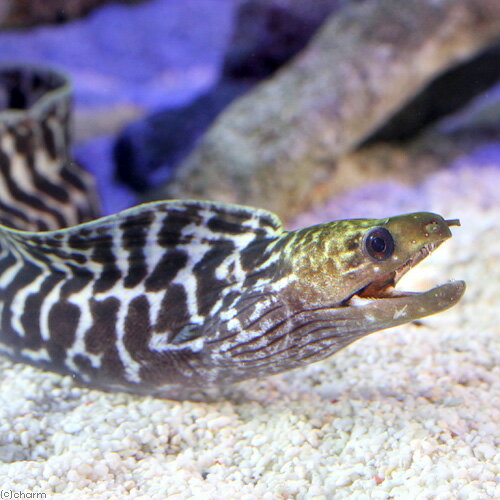 （海水魚）ナミウツボ　Sサイズ（1匹）　北海道・九州航空便要保温
