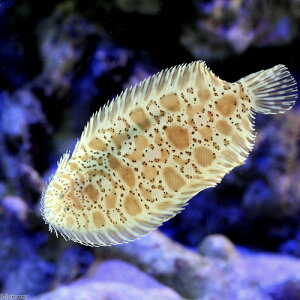 （海水魚）ミナミウシノシタ（1匹）