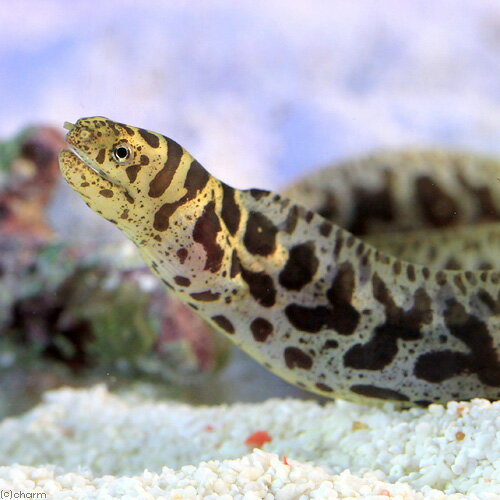（海水魚）チェーンリンクモレイ　Sサイズ（1匹）　北海道・九州航空便要保温