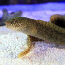 (海水魚)モバウツボ(1匹)