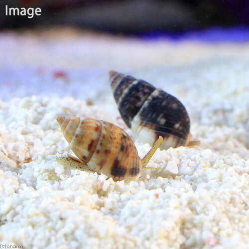 �ʳ�����˳����ޥ���襦�Х������ޤ������顼��1ɤ�ˡ��̳�ƻ���彣�Ҷ������ݲ�