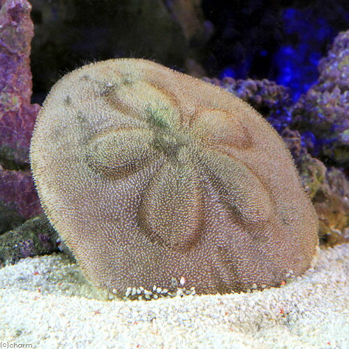 （海水魚）ウニ　タコノマクラ（1匹）　北海道・九州航空便要保温