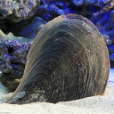 （海水魚）貝　リフジウムシェル　クロタイラギ（1匹）