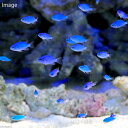 (海水魚)沖縄産 コバルトスズメダイ Sサイズ(1匹)