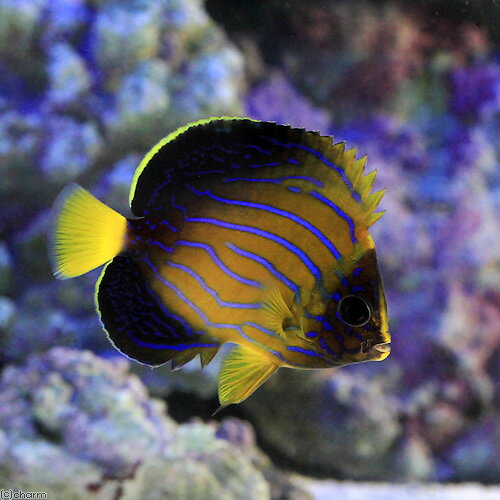 （海水魚）ヤッコ　近海産　キンチャクダイ　幼魚　Mサイズ（1匹）