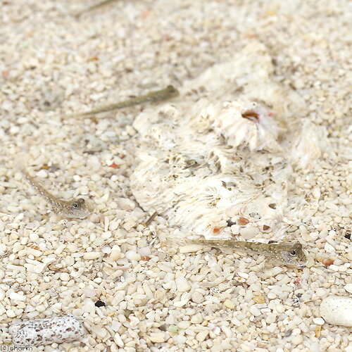 (海水魚)ミナミトビハゼ Sサイズ(汽水)(1...の紹介画像2