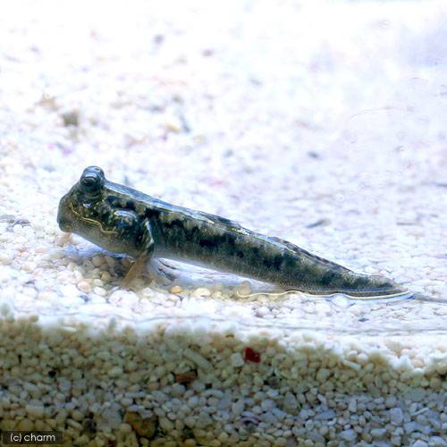 (海水魚)ミナミトビハゼ Sサイズ(汽水)(1...の紹介画像3