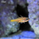 (海水魚)沖縄産 キンセンイシモチ Sサイズ(1匹) 北海道航空便要保温