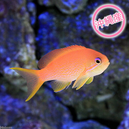 （海水魚）沖縄産　キンギョハナダイ　メス（1匹）