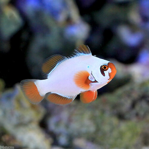 （海水魚）ゴールドナゲットマロン（ブリード）（1匹）　北海道・九州航空便要保温