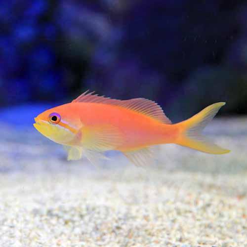 楽天市場】アンティアス 海水魚の通販