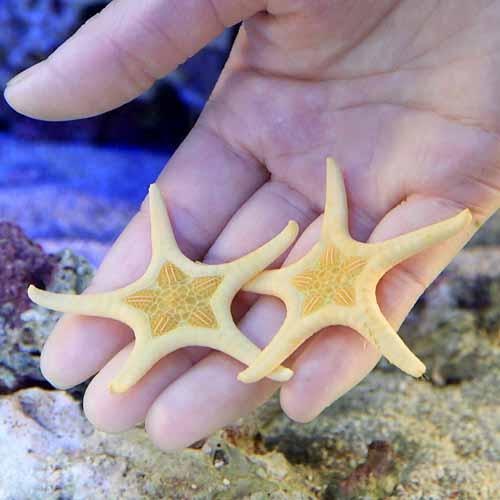 （海水魚）ヒトデ　ゴカクヒトデ（1匹）　北海道・九州航空便要保温