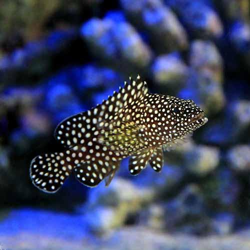 （海水魚）ナミハタ　幼魚（1匹）　北海道・九州航空便要保温