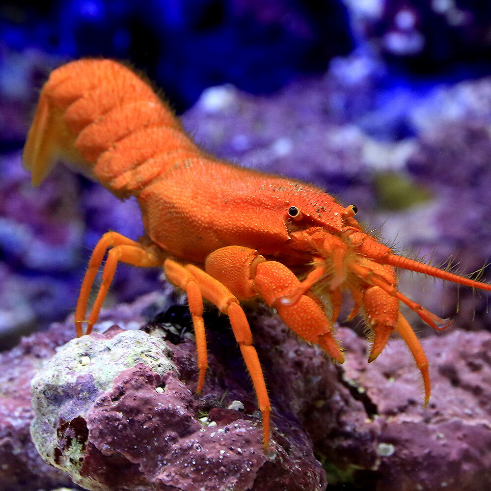 �ʳ�����˥��ӡ�����󥨥ӡ�1ɤ�ˡ��̳�ƻ���彣�Ҷ������ݲ�