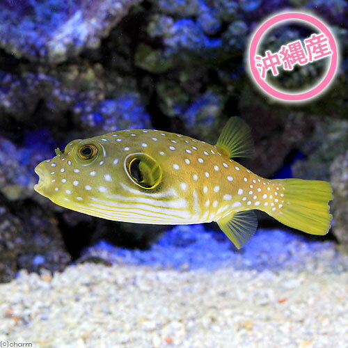 （海水魚）沖縄産　サザナミフグ（1匹）