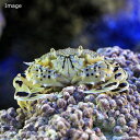 (海水魚)カニ 沖縄産 コモンガニ(1匹) 北海道航空便要保温