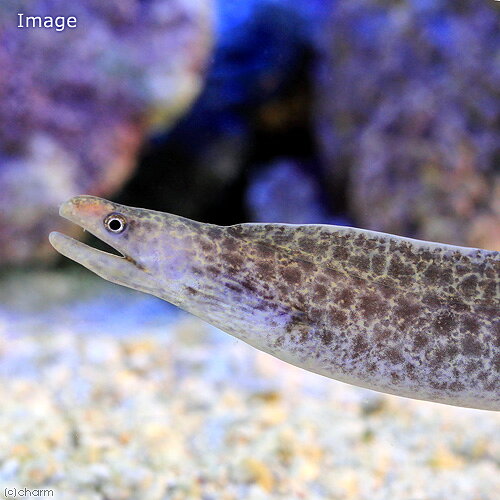 （海水魚）アミメウツボ（1匹）