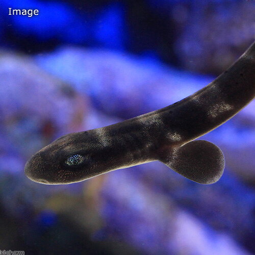 （海水魚）コーラルキャットシャーク　幼魚（1匹）
