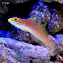 (海水魚)アカネハゼ(1匹)