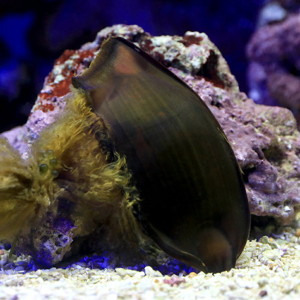 （海水魚）テンジクザメの卵（1匹）　北海道・九州航空便要保温