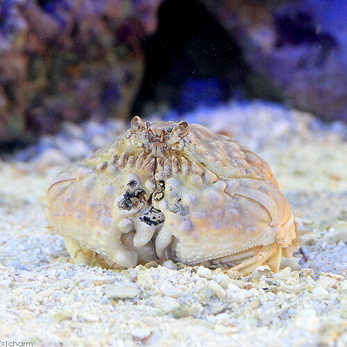 （海水魚）カニ　ヒラコブカラッパ（1匹）