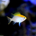 (海水魚)クロスズメダイ 幼魚(1匹)