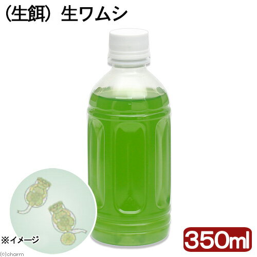 生餌 生ワムシ（シオミズツボワムシ）（350ml）