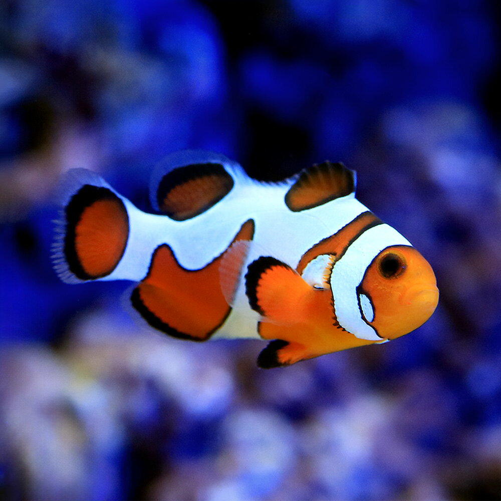 （海水魚）ダヴィンチオセラリス　