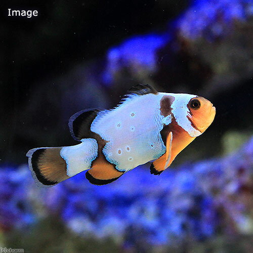 （海水魚）ブラックアイススノーフレークオセラリス（ブリード）（1匹）　北海道・九州航空便要保温