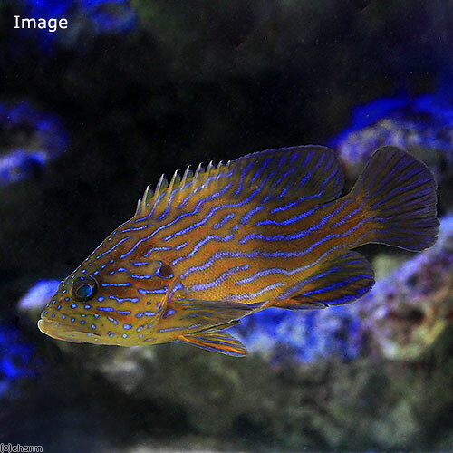（海水魚）アオスジハタ（1匹）