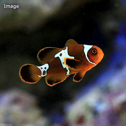 （海水魚）ライトニングマルーンクラウンフィッシュ（ブリード）（1匹）　北海道・九州航空便要保温