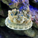 (海水魚)クラゲ カリビアンジェリーフィッシュ(1匹) 北海道・九州航空便要保温