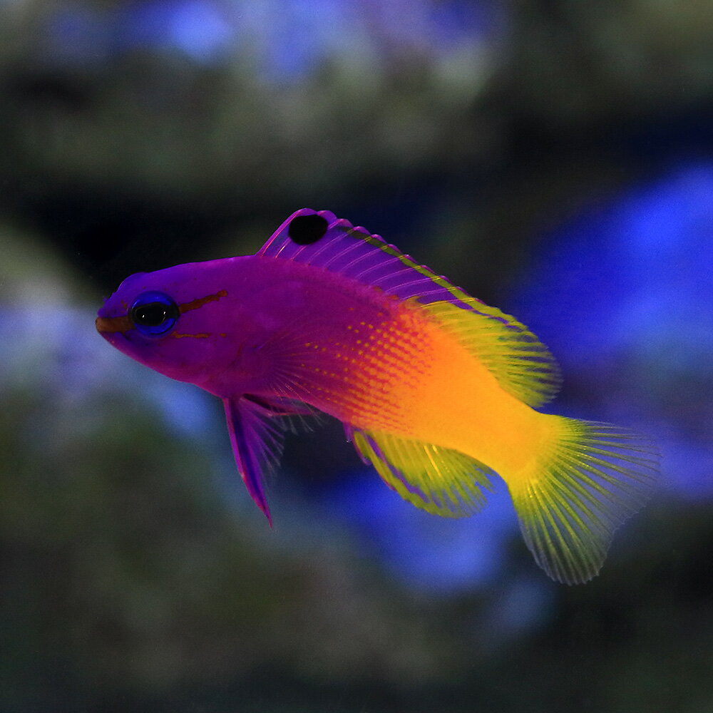 （海水魚）ドミニカ産　ロイヤルグラマ（1匹）　北海道・九州航空便要保温
