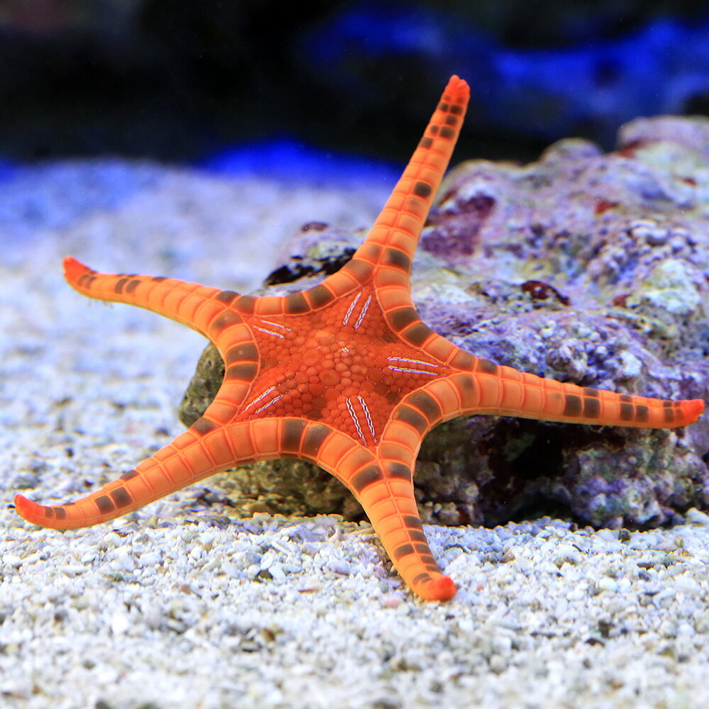 （海水魚）ヒトデ　バーコードゴカクヒトデ（1匹）　北海道・九州航空便要保温