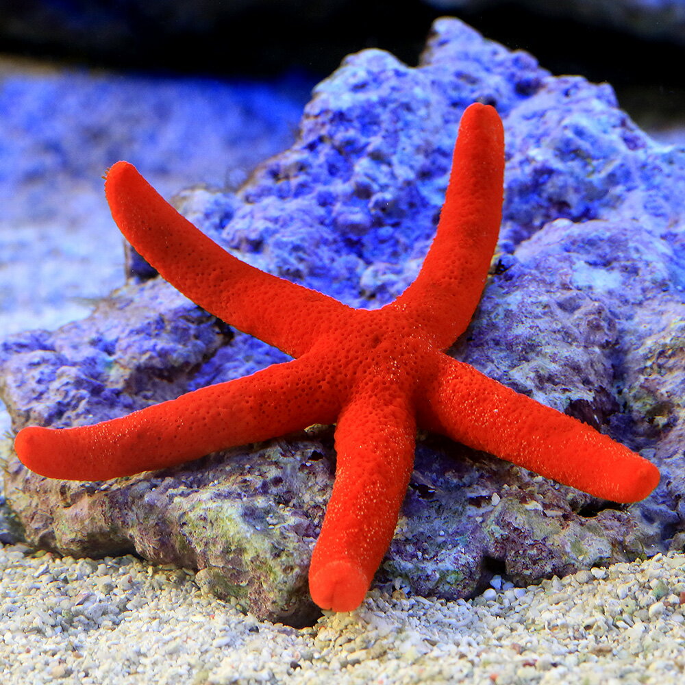 （海水魚）ヒトデ　ルソンヒトデ　オレンジ（1匹）　北海道・九州航空便要保温