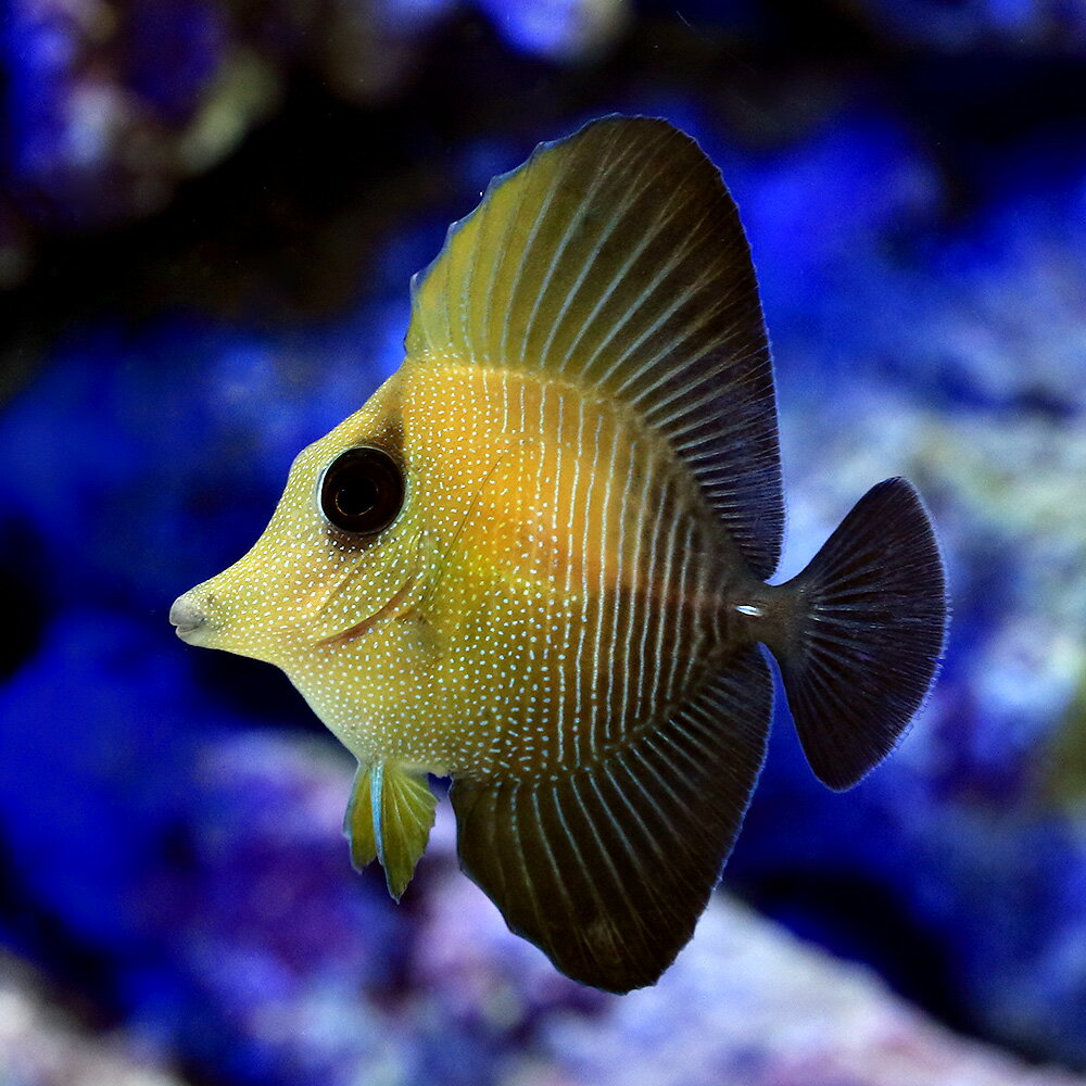 （海水魚）ゴマハギ（1匹）　北海道・九州航空便要保温