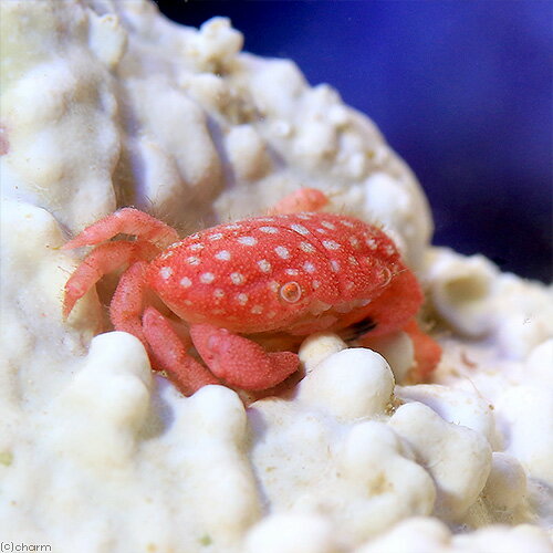 （海水魚）カニ　ストロベリークラブ（1匹）　北海道・九州航空便要保温