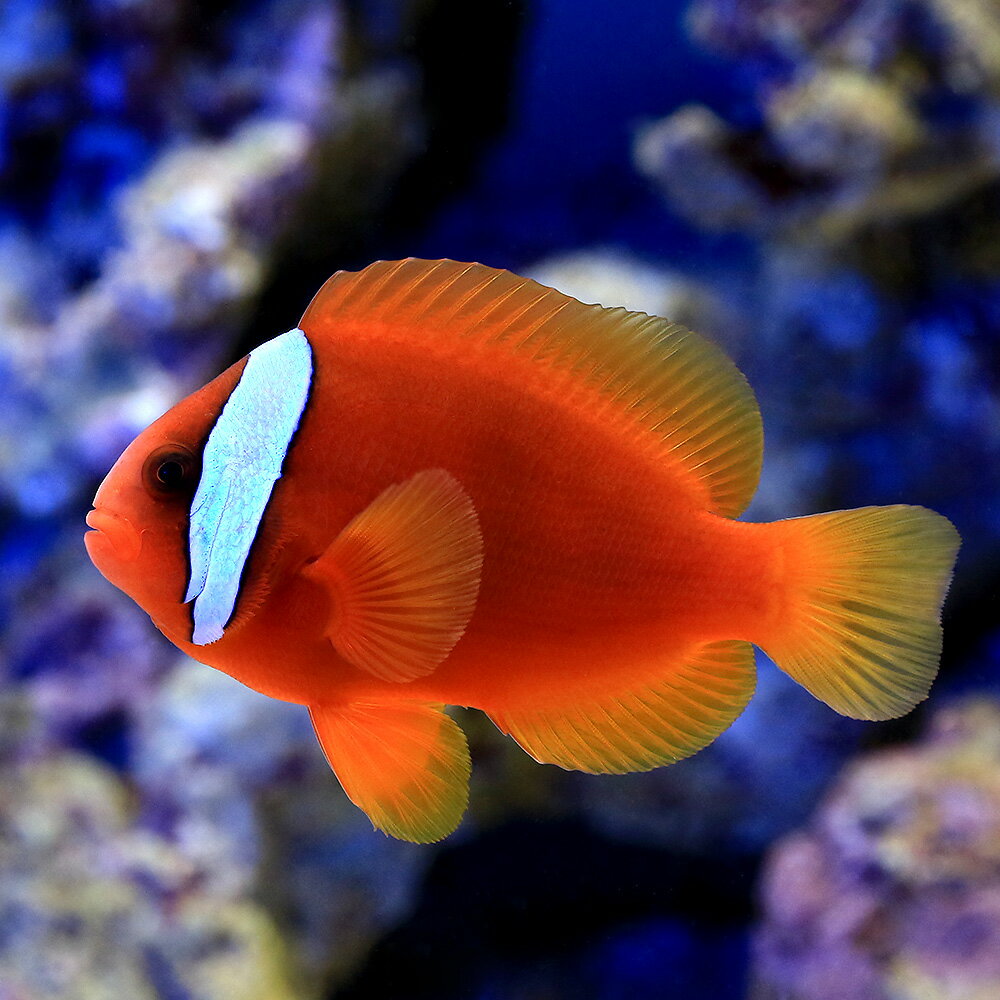 （海水魚）ハマクマノミ　Mサイズ（ワイルド）（1匹）　北海道・九州航空便要保温