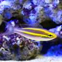 (海水魚)プリンセスモノクルブリーム(1匹) 北海道航空便要保温